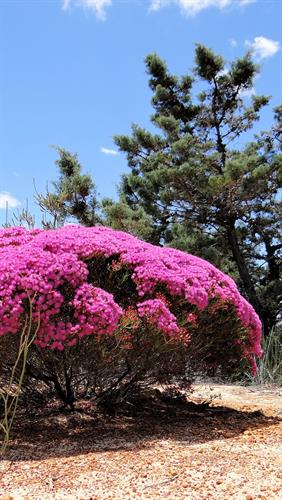 Wildflowers, Murchison River, WA.